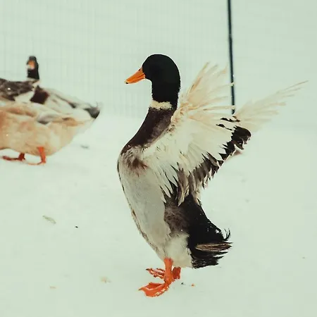 House Bebic * クープレス