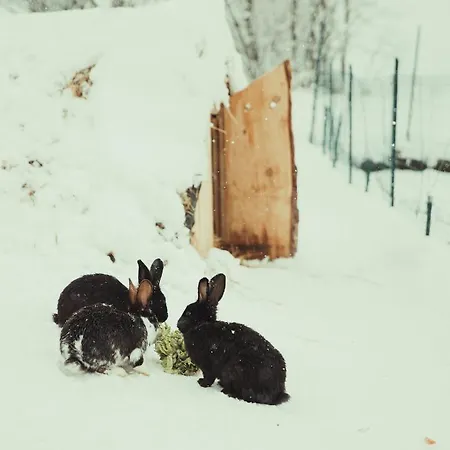 Alpesi faház House Bebic