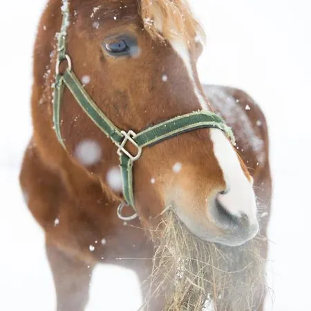 シャレー House Bebic *