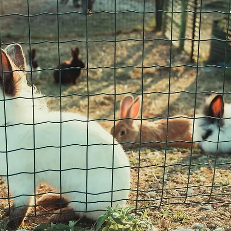 House Bebic * クープレス